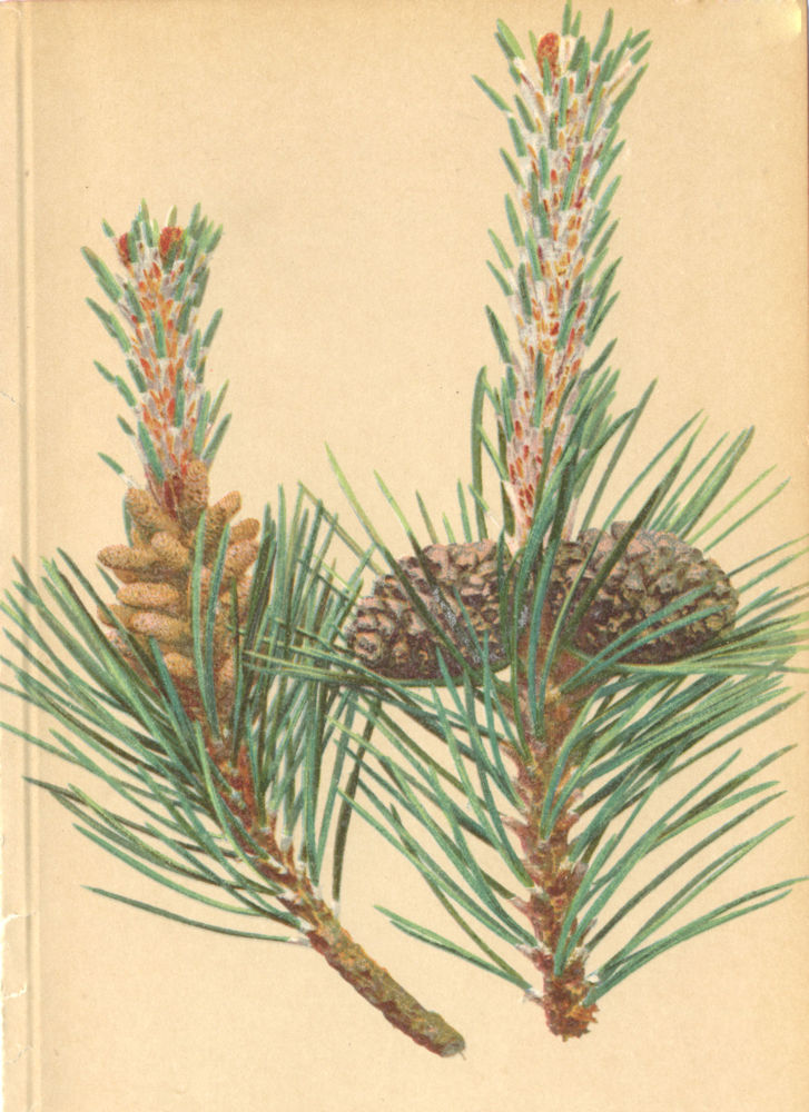 Associate Product ALPENFLORA ALPINE FLOWERS. Pinus Montana Mill-Legföhre, Krummholz 1897 print