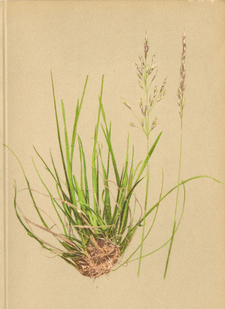 ALPENFLORA ALPINE FLOWERS. Trisetum alpestre (Host. ) Beauv-Alpen-Goldhafer 1897