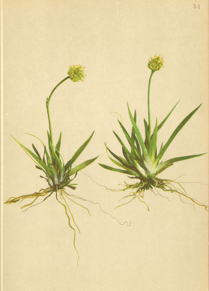 Associate Product ALPENFLORA ALPINE FLOWERS. Tofieldia calyculata (L. ) Wahlbg-Simsenlilie 1897