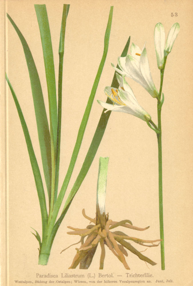 ALPENFLORA ALPINE FLOWERS. Paradisea Liliastrum (L. ) Bertol-Trichterlilie 1897