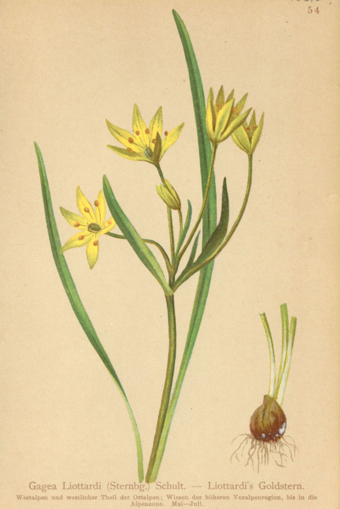 Associate Product ALPENFLORA ALPINE FLOWERS. Gagea Liottardi Schult-Liottardi's Goldstern 1897
