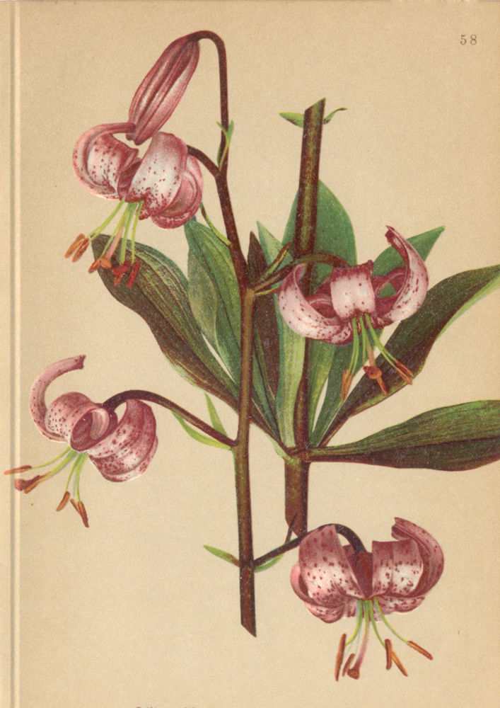 Associate Product ALPENFLORA ALPINE FLOWERS. Lilium martagon L-Türkenbund 1897 old antique print