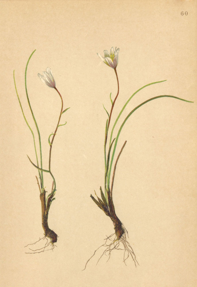 Associate Product ALPENFLORA ALPINE FLOWERS. Lloydia serotina (L. ) Salisb-Zwerglilie 1897 print