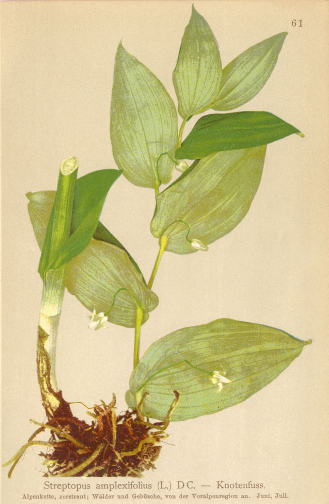 ALPENFLORA ALPINE FLOWERS. Streptopus amplexifolius (L. ) DC-Knotenfuss 1897