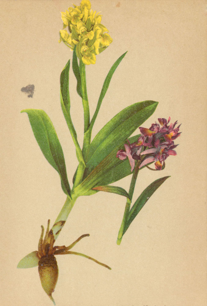 ALPENFLORA ALPINE FLOWERS.Orchis sambucina L-Hollunderduftendes Knabenkraut 1897