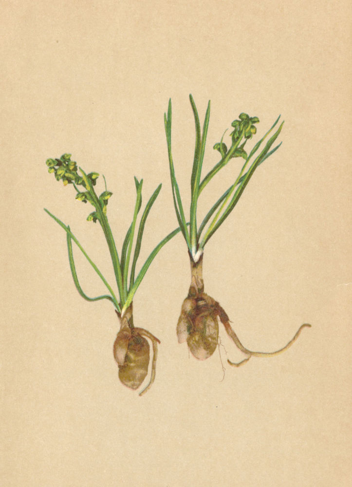 Associate Product ALPENFLORA ALPINE FLOWERS.Chamaeorchis alpina(L.)L.C.Rich-Zwergstendel 1897