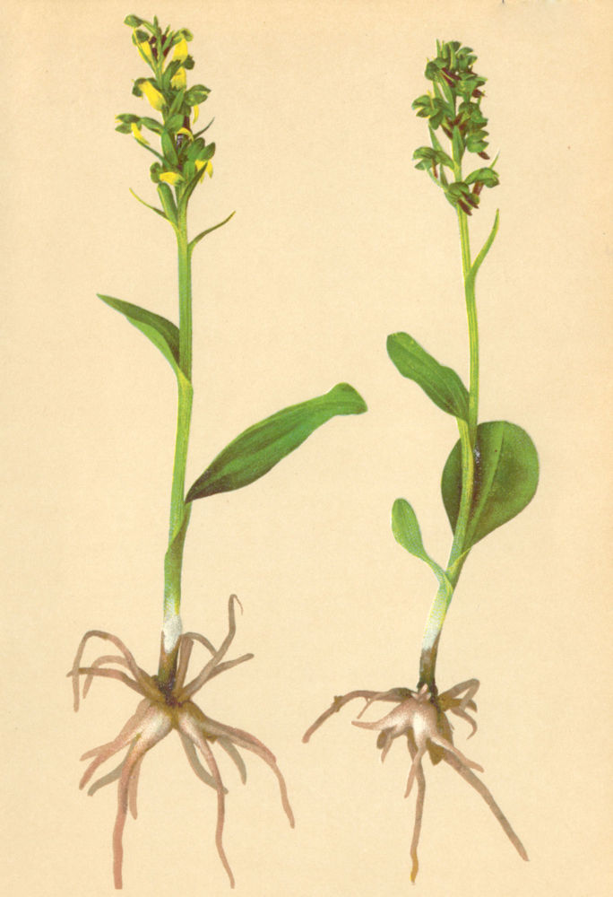 ALPENFLORA ALPINE FLOWERS. Coeloglossum viride (L. ) Hartm-Hohlzunge 1897