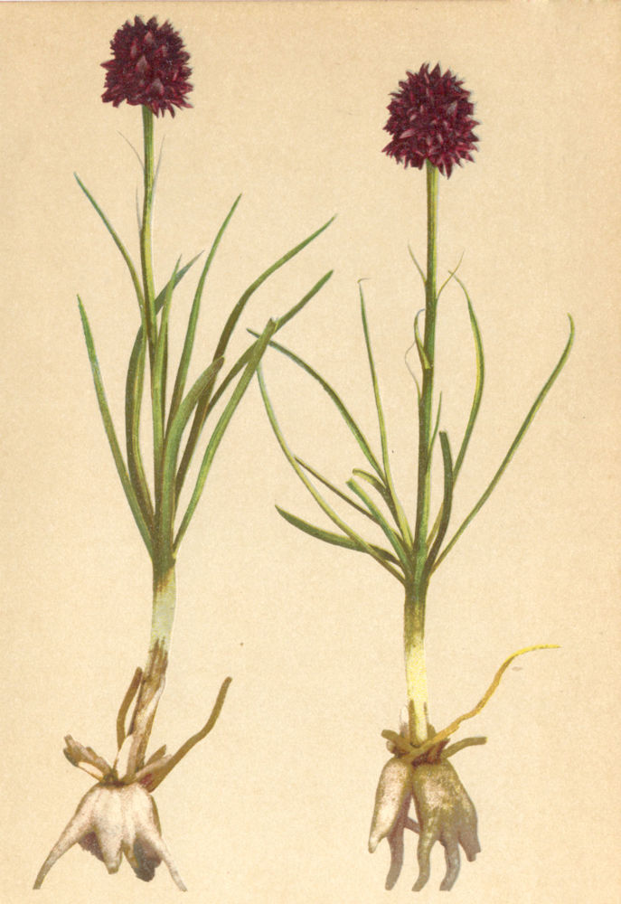ALPENFLORA ALPINE FLOWERS. Gymnadenia nigra (L. ) Wettst-Kohlroschen 1897
