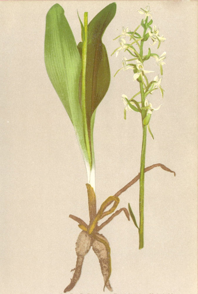 Associate Product ALPINE FLOWERS. Platanthera bifolia L. C. Rich-Zweiblättrige Kukuksblume 1897