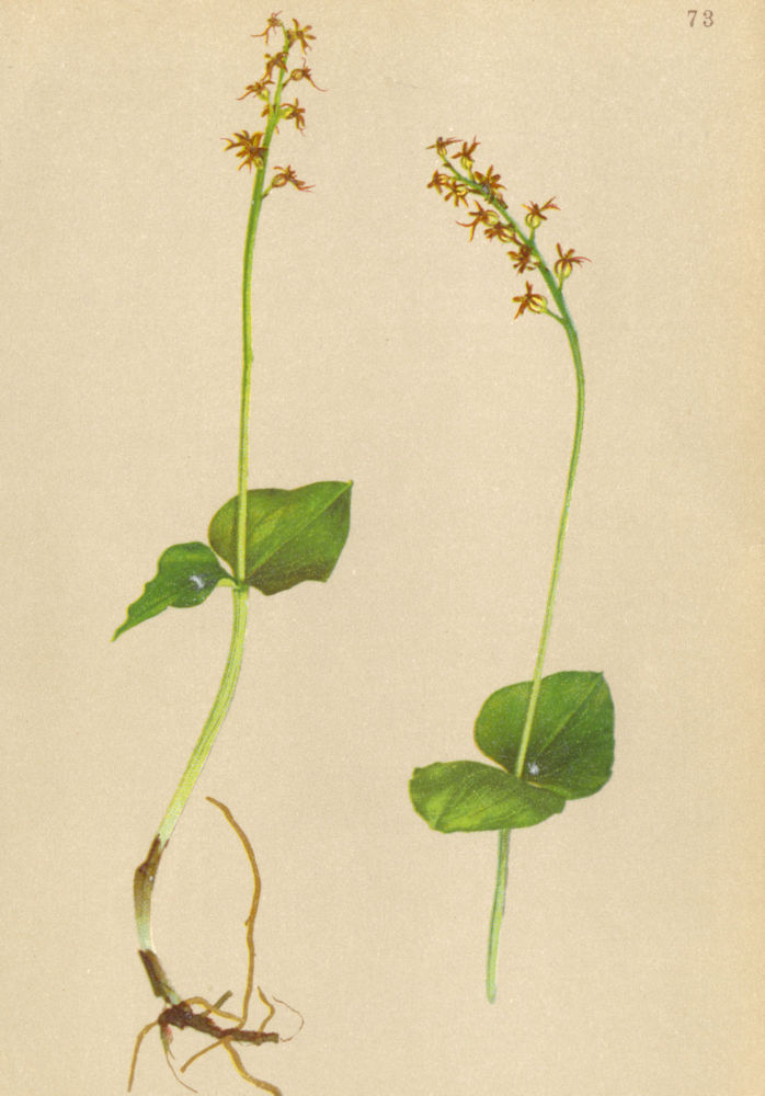 Associate Product ALPENFLORA ALPINE FLOWERS.Listera cordata(L.).Br-Herzblättriges Zweiblatt 1897