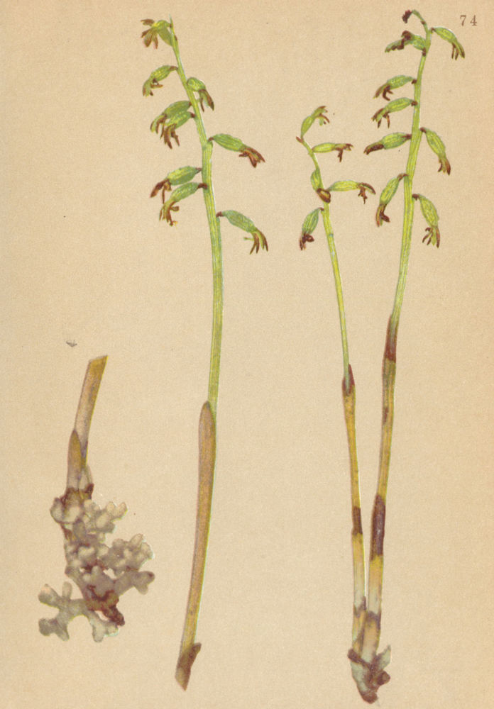 Associate Product ALPENFLORA ALPINE FLOWERS. Coralliorrhiza innata R. Br-Korallenwurz 1897 print