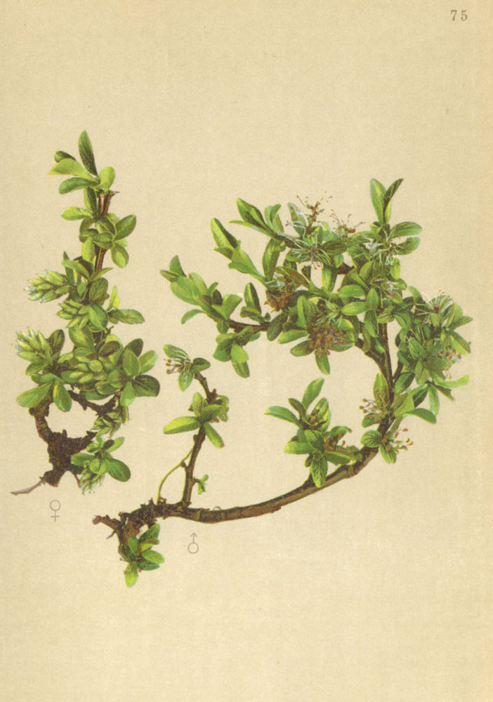 Associate Product ALPENFLORA ALPINE FLOWERS. Salix retusa L-Gestutztblättrige Weide 1897 print