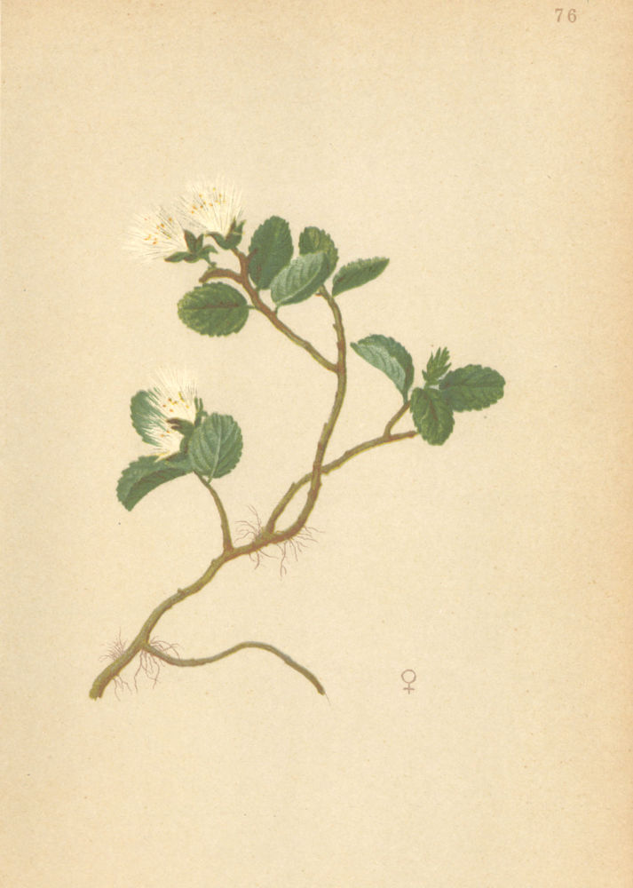 Associate Product ALPENFLORA ALPINE FLOWERS. Salix herbacea L-Krautige Weide 1897 old print