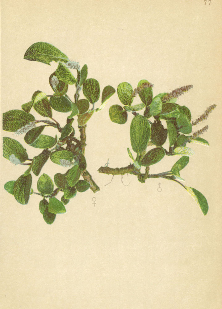 Associate Product ALPENFLORA ALPINE FLOWERS. Salix reticulata L-Netznervige Weide 1897 old print