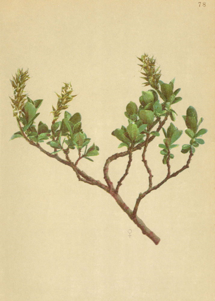 Associate Product ALPENFLORA ALPINE FLOWERS. Salix Jacquiniana W-Jacquin's Weide 1897 old print