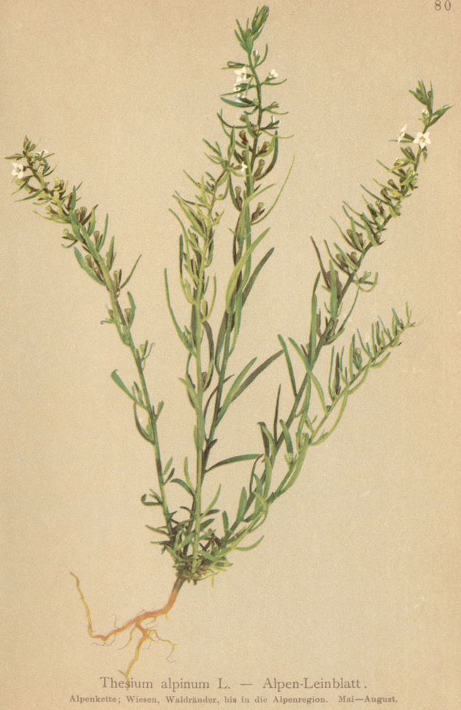 Associate Product ALPENFLORA ALPINE FLOWERS. Thesium alpinum L-Alpen-Leinblatt 1897 old print
