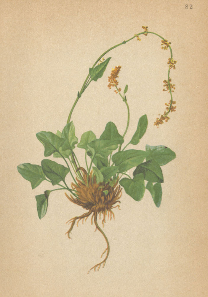 Associate Product ALPENFLORA ALPINE FLOWERS. Rumex nivalis Hegetschw-Schneeampfer 1897 old print