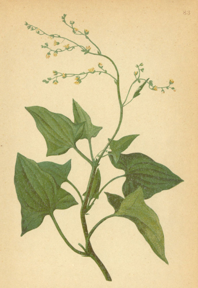 Associate Product ALPENFLORA ALPINE FLOWERS. Rumex scutatus L-Schildampfer 1897 old print
