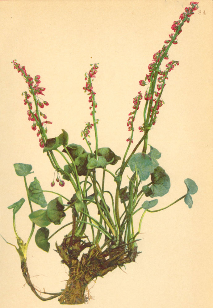 Associate Product ALPENFLORA ALPINE FLOWERS. Oxyria digyna (L. ) Campd-Säuerling 1897 old print