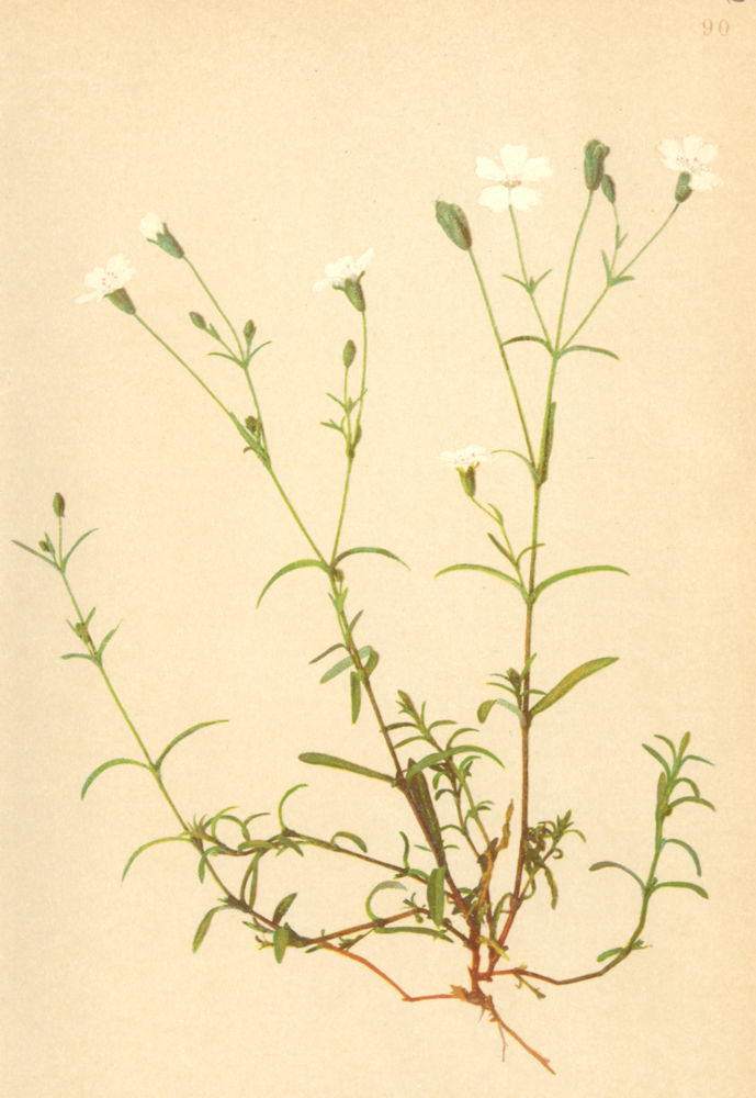 Associate Product ALPENFLORA ALPINE FLOWERS. Heliosperma alpestre Rchb-Alpen-Strahlensame 1897