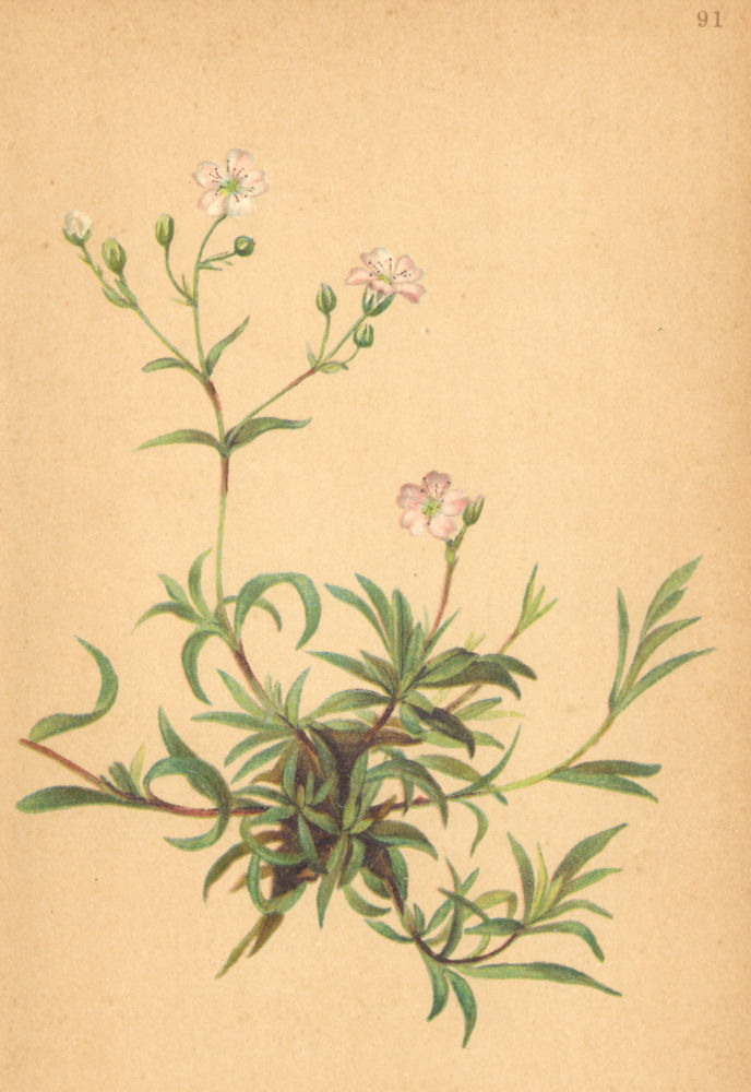 ALPENFLORA ALPINE FLOWERS. Gypsophila repens L-Kriechendes Gypskraut 1897