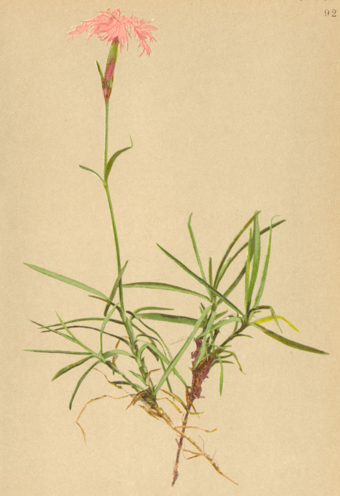 ALPENFLORA ALPINE FLOWERS. Dianthus sternbergii Sieb-Sternberg's Nelke 1897
