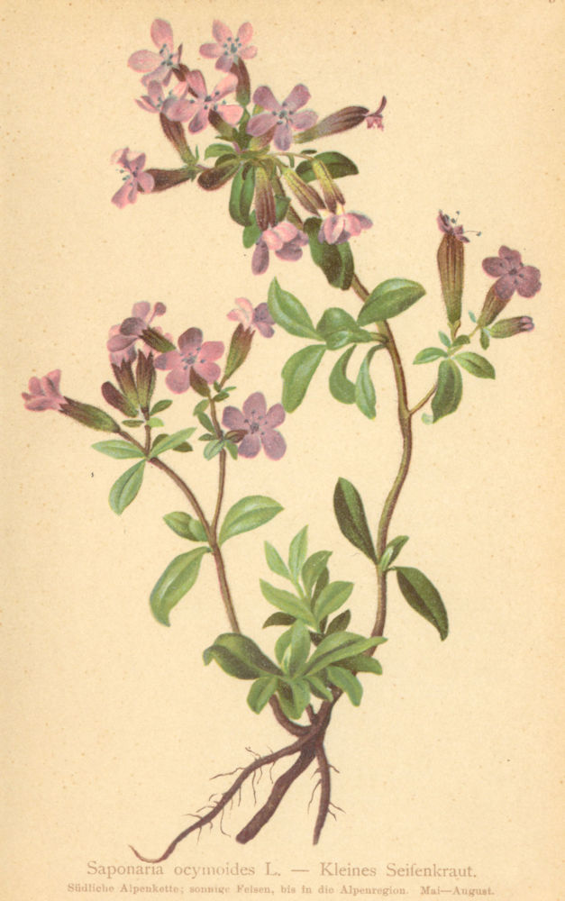 Associate Product ALPENFLORA ALPINE FLOWERS. Saponaria ocymoides L-Kleines Seifenkraut 1897