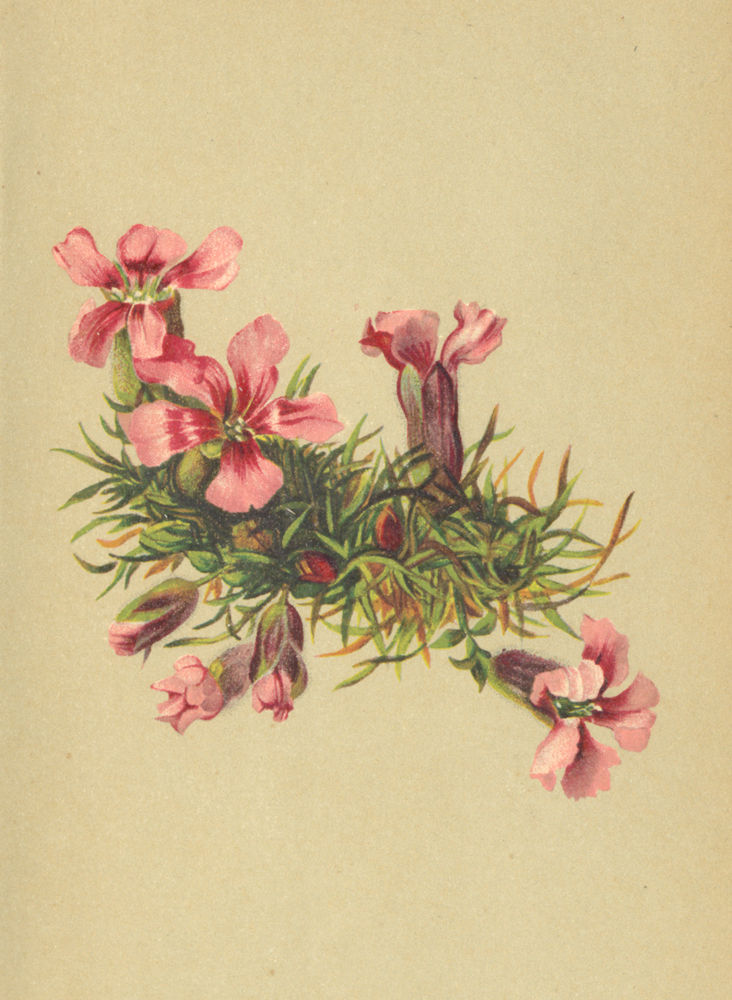 ALPENFLORA ALPINE FLOWERS. Hohenwarthia Pumilio (L. ) Pacher-Zwergnelke 1897