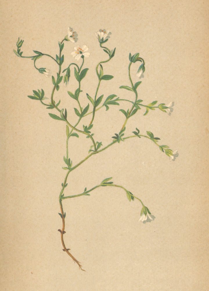 Associate Product ALPENFLORA ALPINE FLOWERS.Cerastium trigynum Vill-Dreigriffeliges Hornkraut 1897