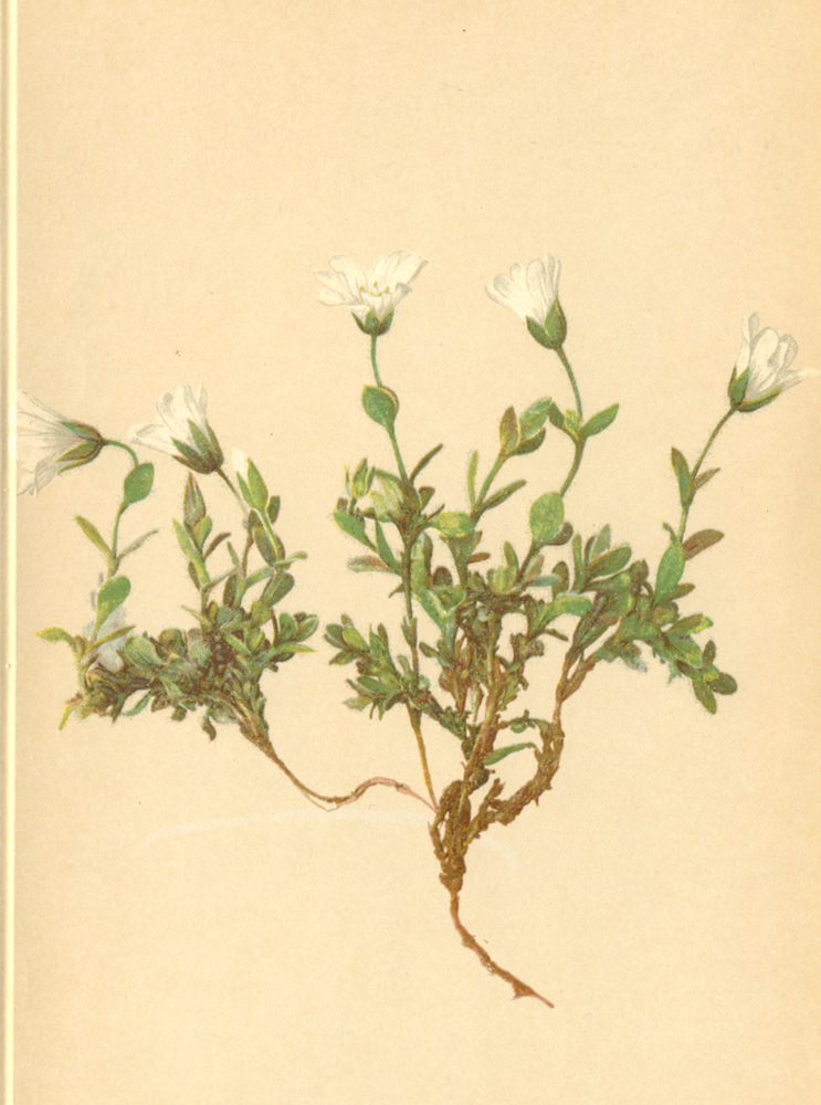 Associate Product ALPENFLORA ALPINE FLOWERS. Cerastium uniflorum Mur-Einblüthiges Hornkraut 1897