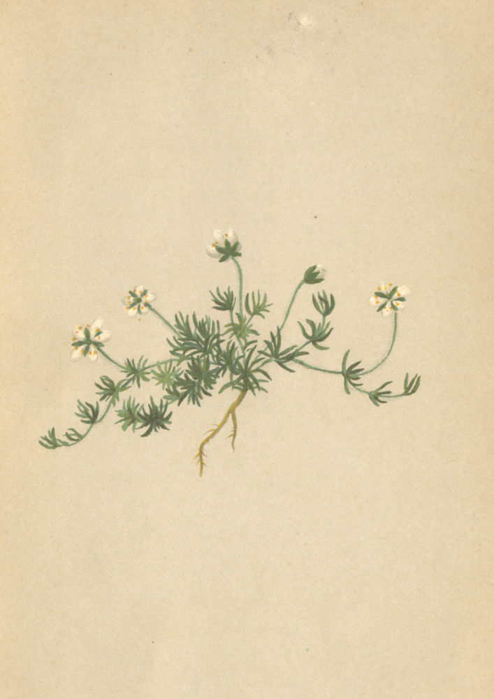 ALPENFLORA ALPINE FLOWERS. Sagina glabra (W. ) Koch-Kriechendes Mastkraut 1897