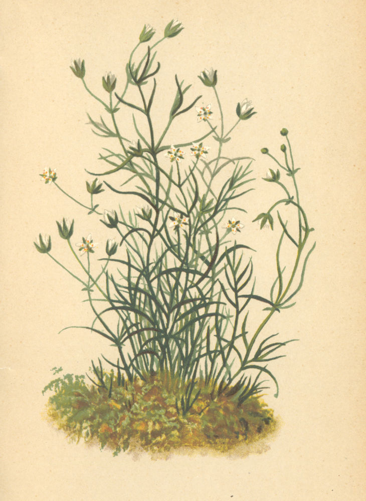 ALPENFLORA ALPINE FLOWERS. Möhringia muscosa. L-Moosartige Nabelmiere 1897