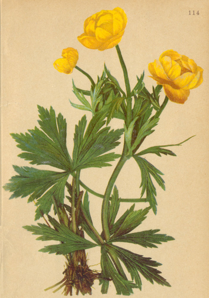 Associate Product ALPENFLORA ALPINE FLOWERS. Trollius europaeus L-Trollblume 1897 old print