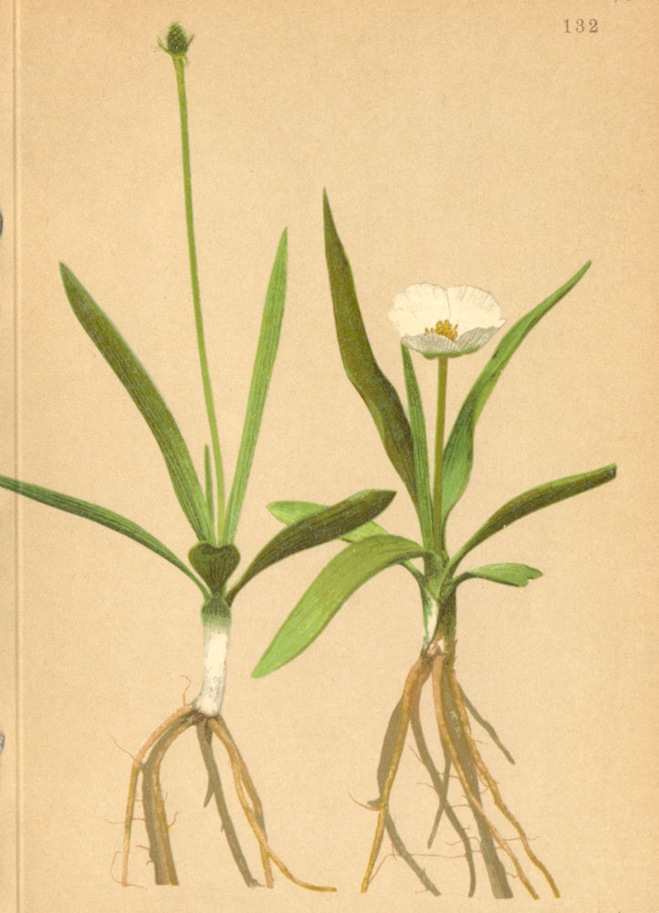 Associate Product ALPENFLORA ALPINE FLOWERS. Ranunculus pyrenaeus L-Pyrenäischer Hahnenfuss 1897