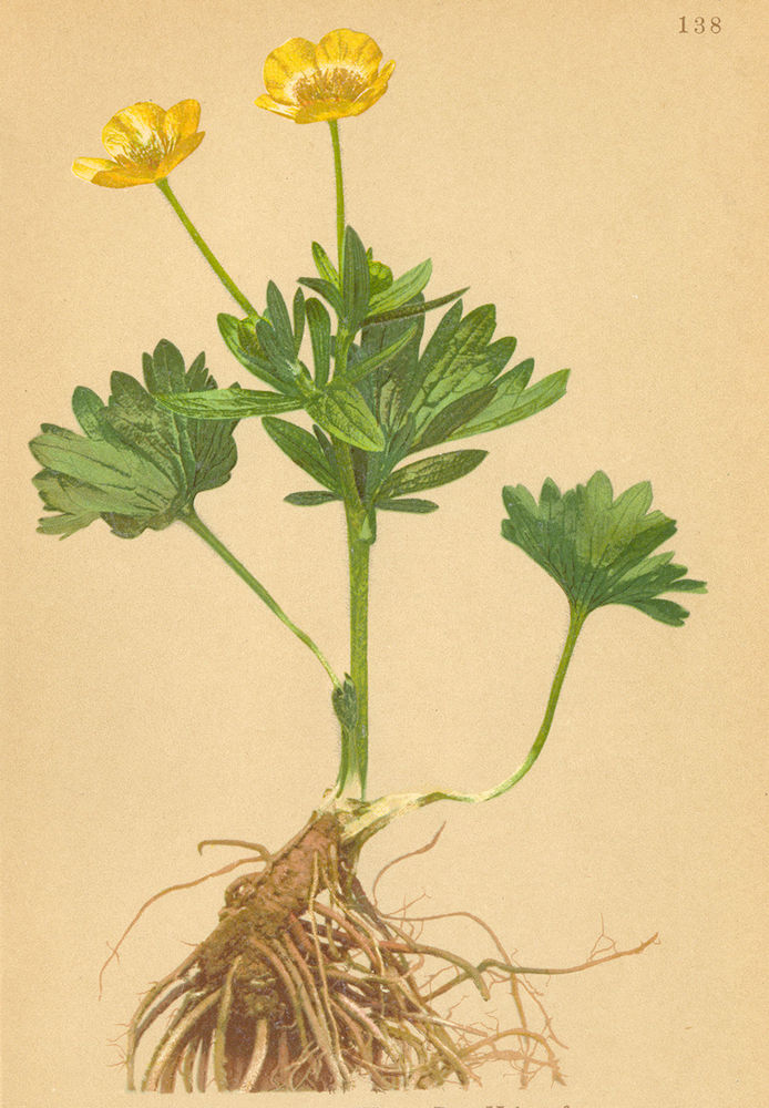 Associate Product ALPENFLORA ALPINE FLOWERS. Ranunculus montanus W-Berg-Hahnenfuss 1897 print