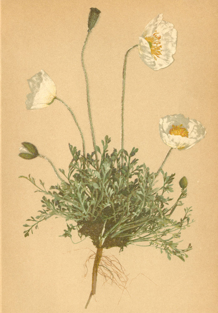 ALPENFLORA ALPINE FLOWERS. Papaver alpinum L-Alpenmohn 1897 old antique print