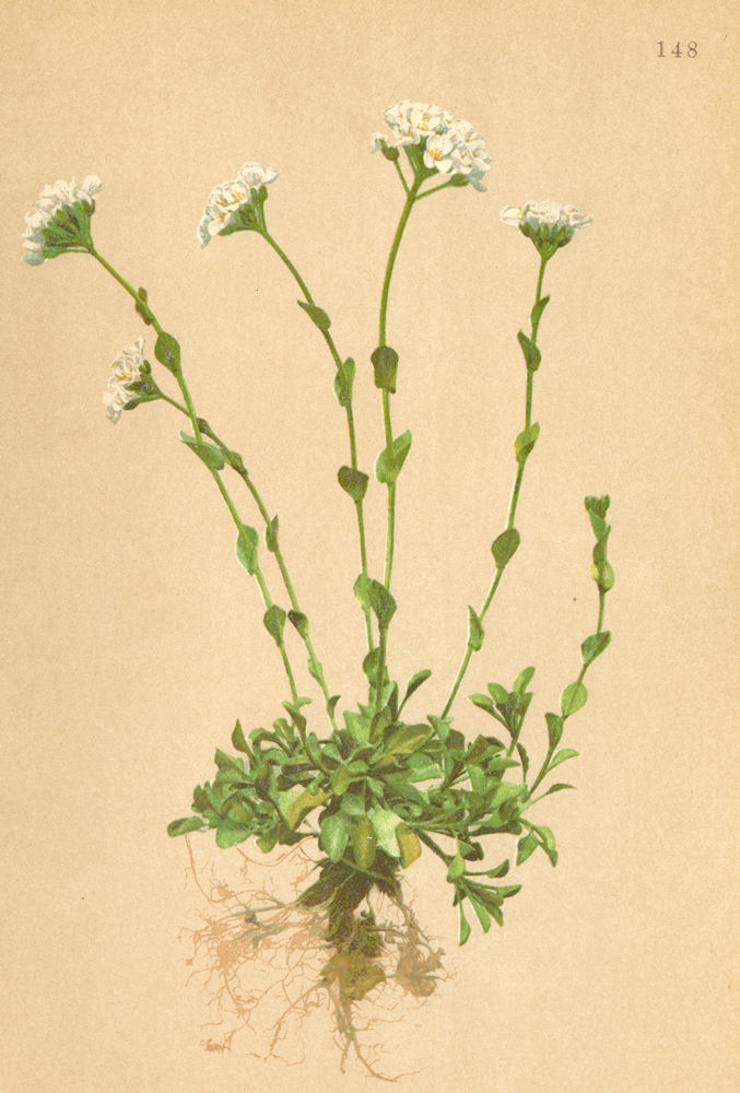 ALPENFLORA ALPINE FLOWERS. Thlaspi alpinum Crantz-Alpen-Täschelkraut 1897