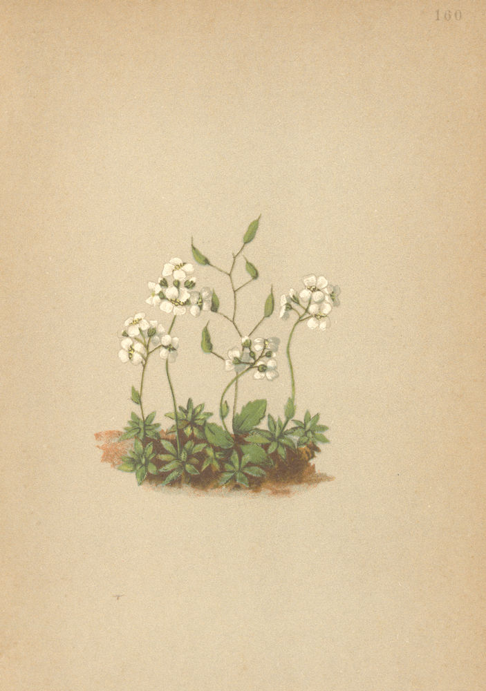ALPENFLORA ALPINE FLOWERS. Draba stellata Jacq-Sternhaariges Hungerblümchen 1897