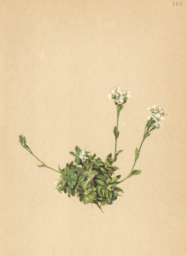 ALPENFLORA ALPINE FLOWERS. Draba tomentosa Wahlbg-Filziges Hungerblümchen 1897