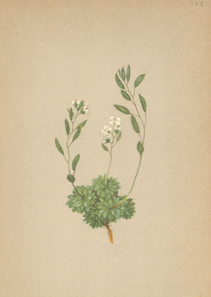 Associate Product ALPENFLORA ALPINE FLOWERS. Draba frigida Saut-Kälteliebendes Hungerblümchen 1897