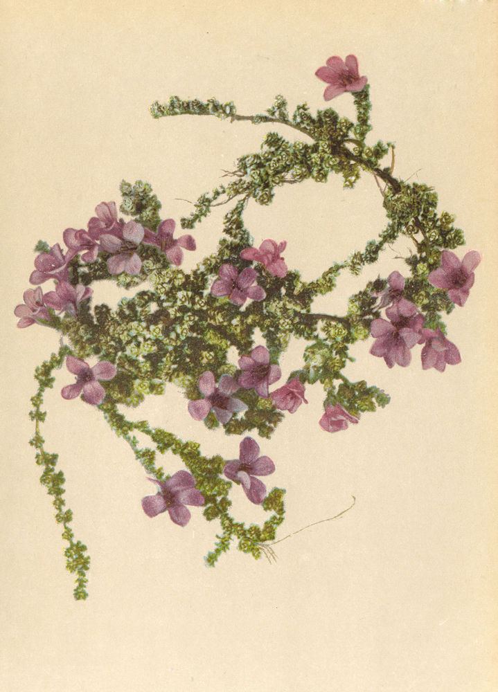 Associate Product ALPINE FLOWERS. Saxifraga oppositifolia L-Gegenblättriger Steinbrech 1897
