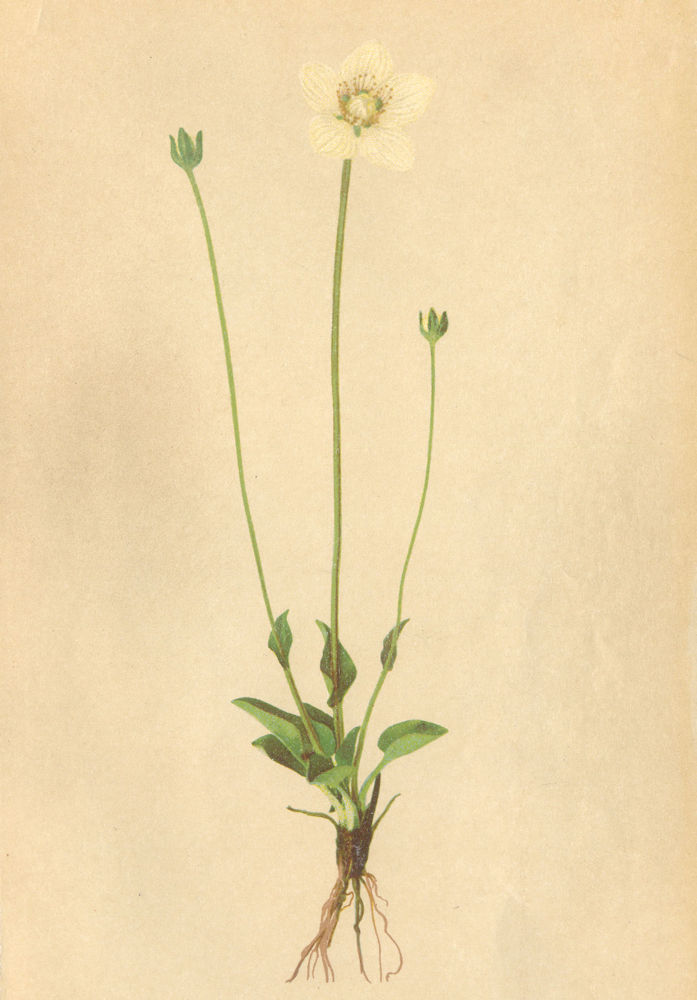 Associate Product ALPENFLORA ALPINE FLOWERS. Parnassia palustris L-Studentenröschen 1897 print