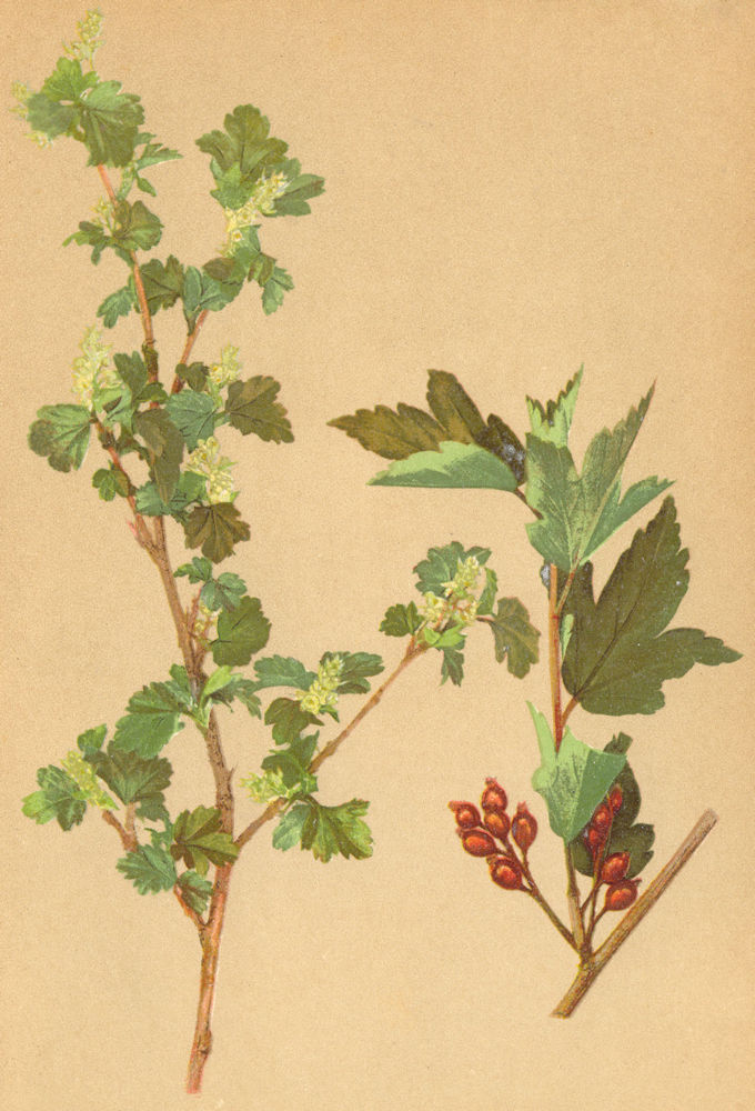 Associate Product ALPENFLORA ALPINE FLOWERS. Ribes alpinum L-Alpen-Johannisbeere 1897 old print