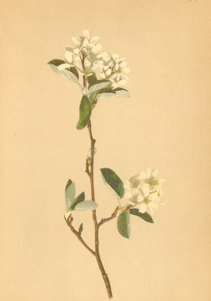 Associate Product ALPENFLORA ALPINE FLOWERS. Amelanchier vulgaris Mönch-Felsenmispel 1897 print