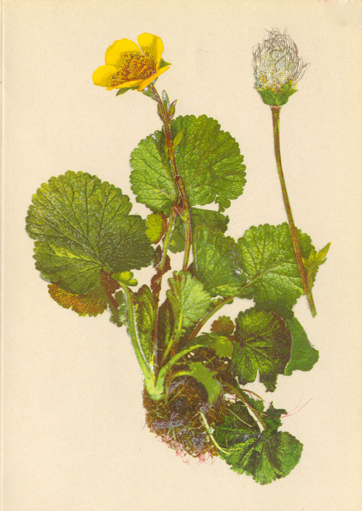 ALPENFLORA ALPINE FLOWERS. Geum montanum L-Berg-Benedictenkraut 1897 old print