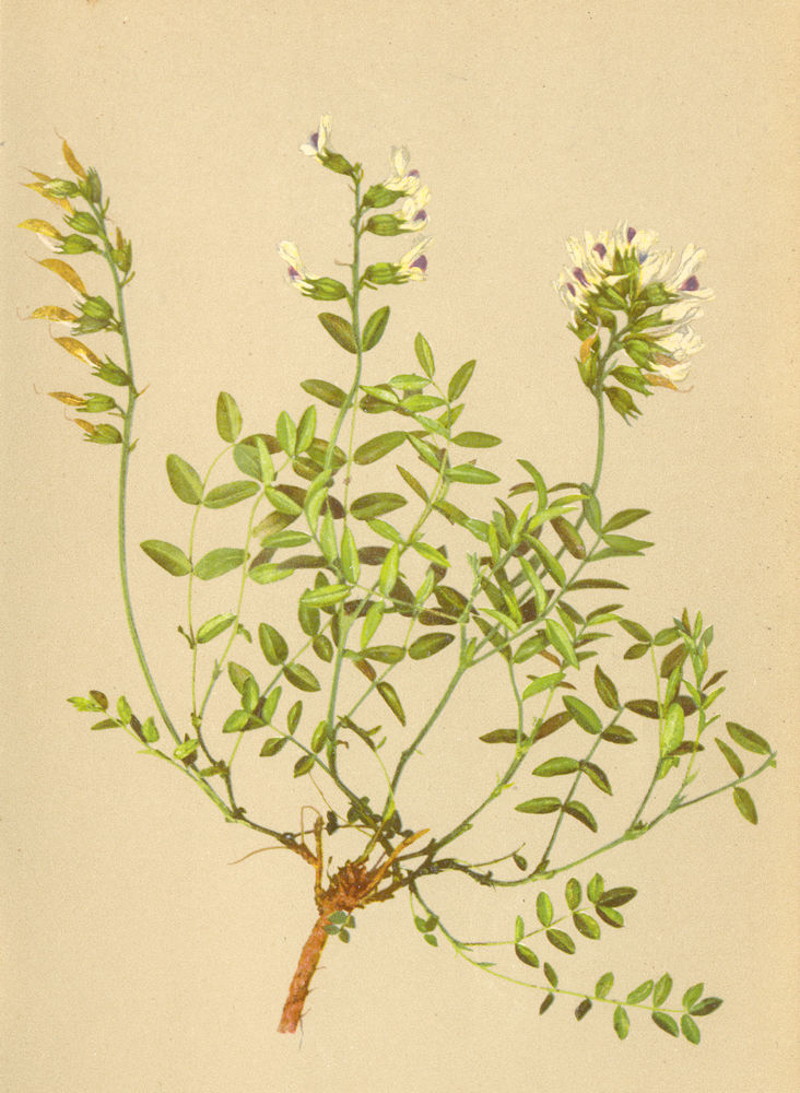 Associate Product ALPENFLORA ALPINE FLOWERS. Astragalus australis (L. ) Lam-Südlicher Tragant 1897