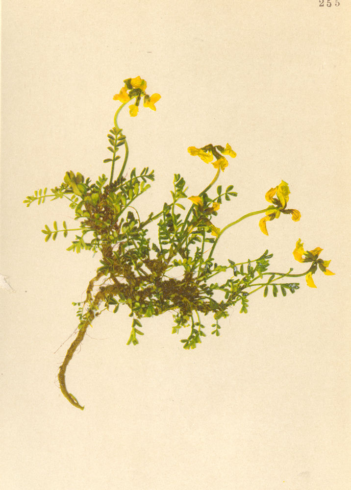 Associate Product ALPENFLORA ALPINE FLOWERS. Hippocrepis comosa L-Hufeisenklee 1897 old print