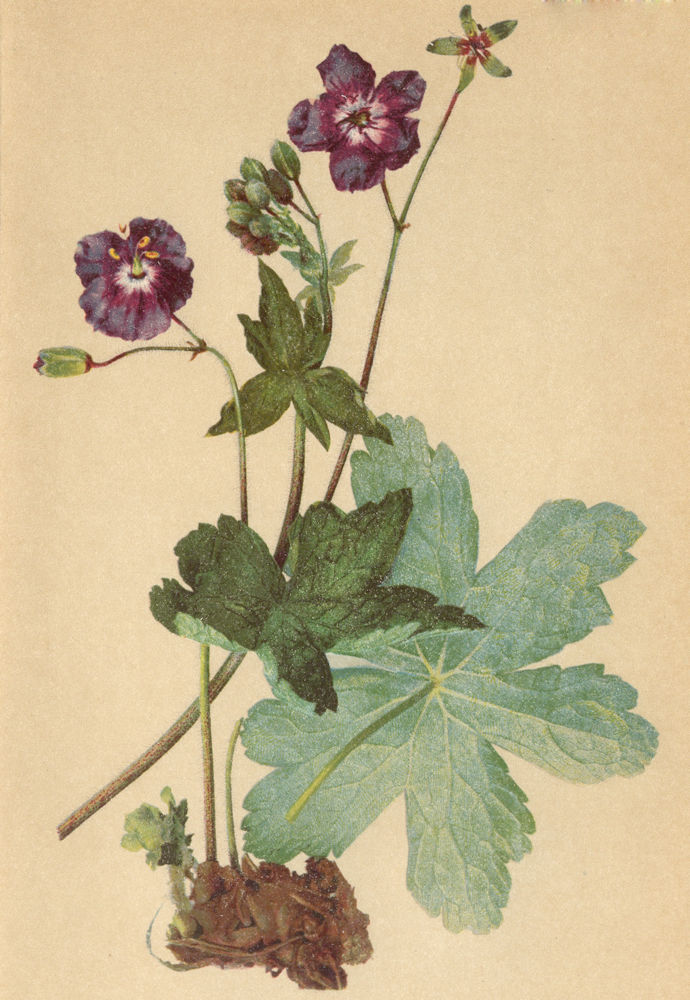ALPENFLORA ALPINE FLOWERS.Geranium phaeum L-Schwarzvioletter Storchschnabel 1897
