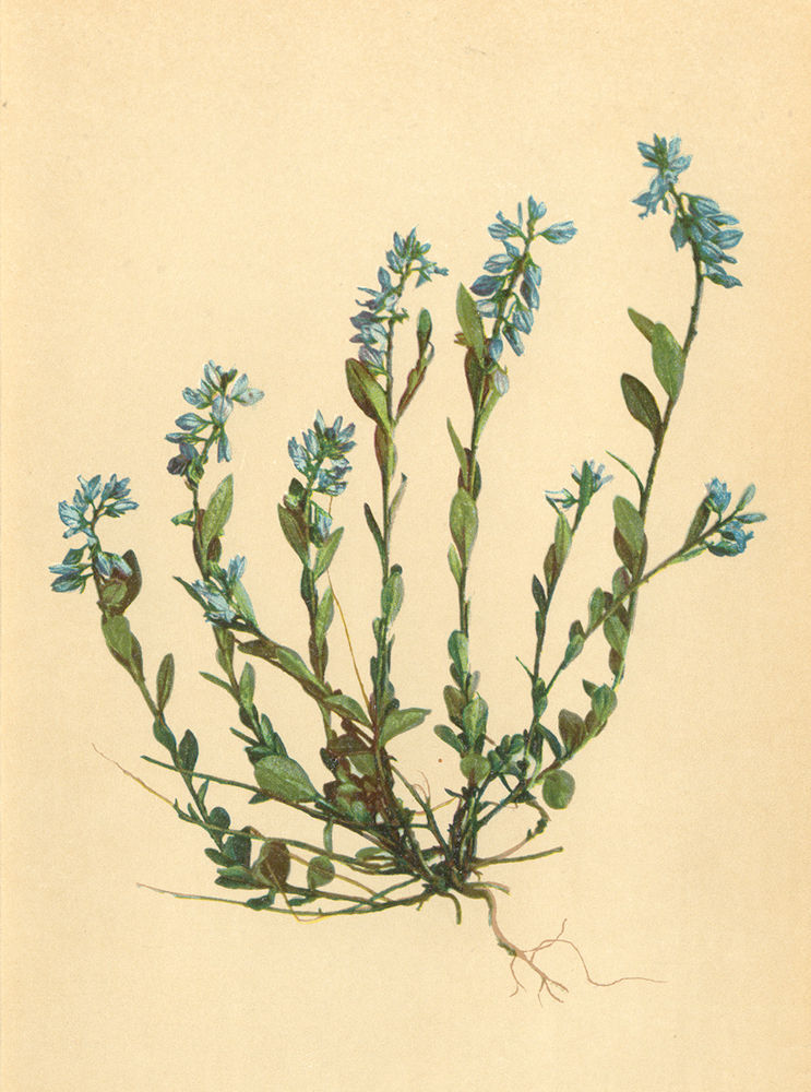 Associate Product ALPINE FLOWERS. Polygala microcarpa Gaud-Kleinfrüchtige Kreuzblume 1897 print