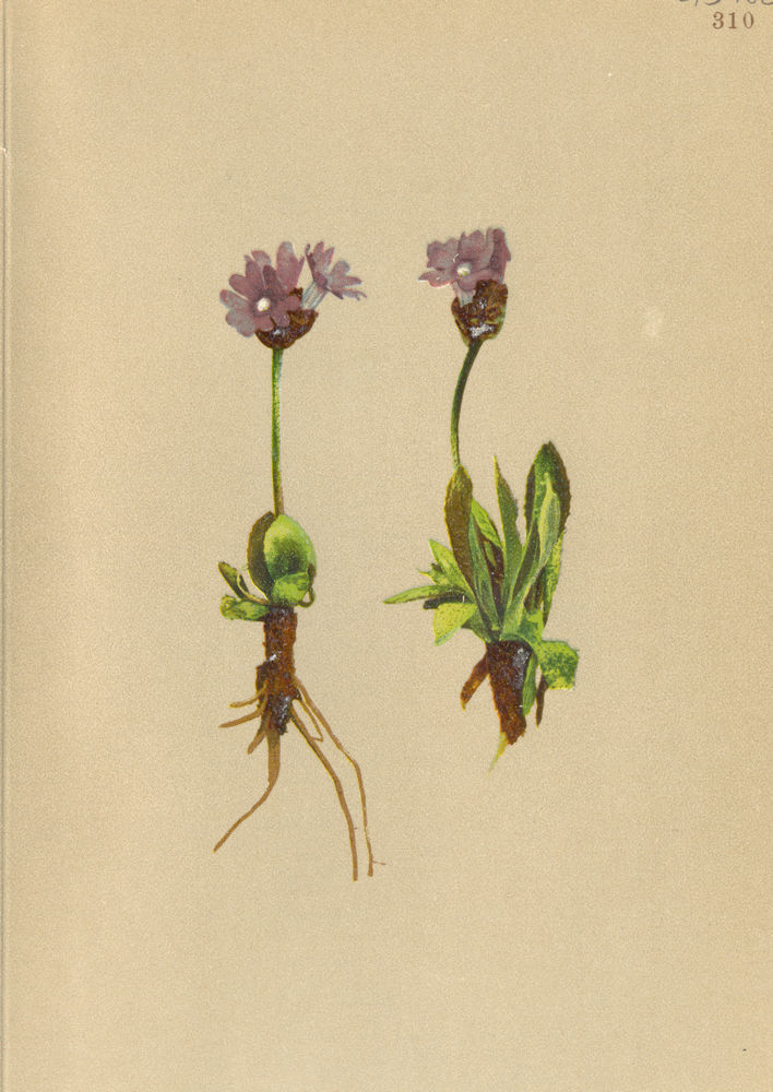 ALPENFLORA ALPINE FLOWERS. Primula glutinosa Wulf-Blauer Speik 1897 old print